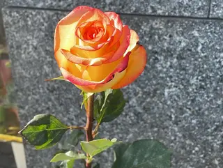 Rosa arancione Ecuador