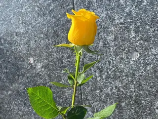 Rosa gialla Ecuador
