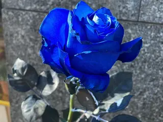 Rosa blu singola Ecuador