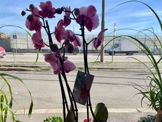 Orchidea fucsia