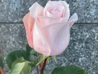 Rosa rosa Ecuador