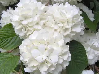 Ortensia bianca