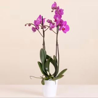 Orchidea fucsia