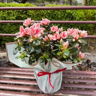 Azalea