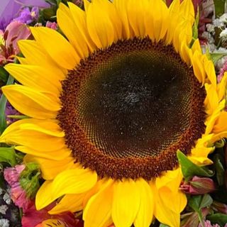 1 Girasole