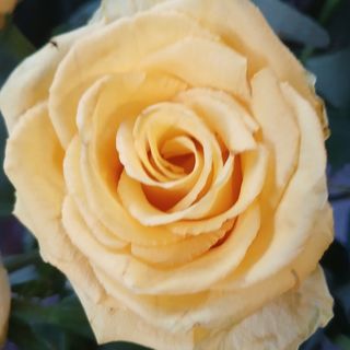 1 Rosa gialla