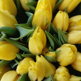 21 Tulipani galla