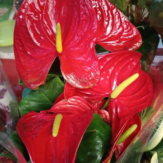 1 Anthurium piante