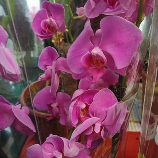 Orchidea fucsia