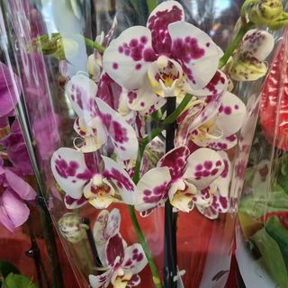Orchidea bicolore