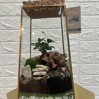 Terrarium Extra