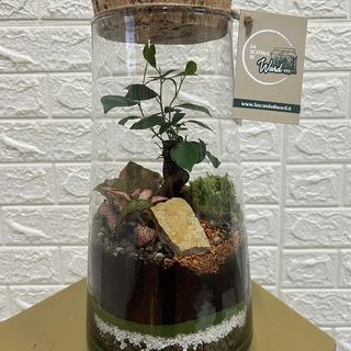 Terrarium Medium
