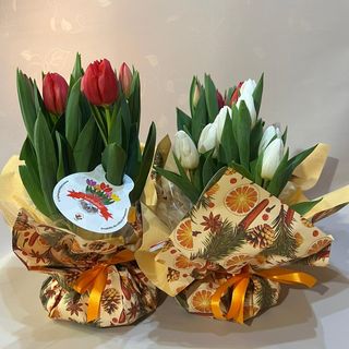 Tulipani con bulbo