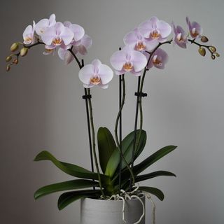 pianta di orchidea colorata con vaso
