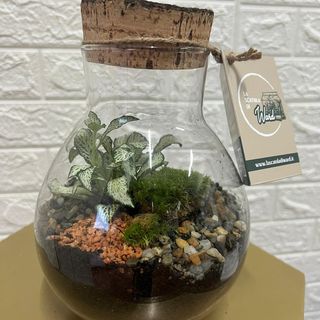 Terrarium Small