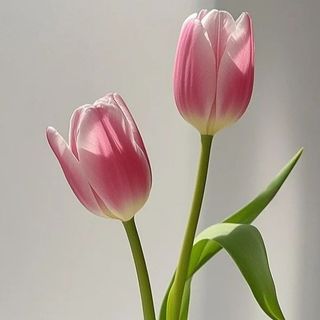 1 Pezzo singolo tulipano