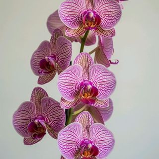 pianta di orchidea colorata