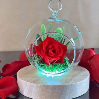 Rosa Boule