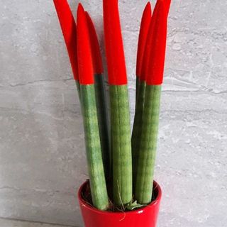 Sanseveria Cylindrica Velvet