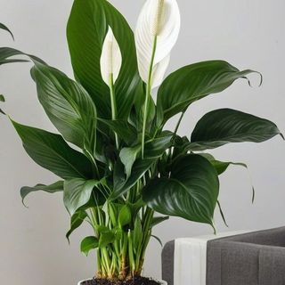 Pianta di Spatiphyllum