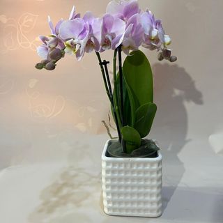 Orchidea Mini