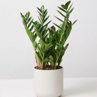 Pianta di Zamioculcas