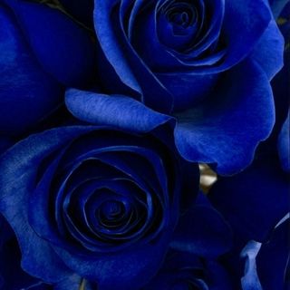 3 Rose Blu