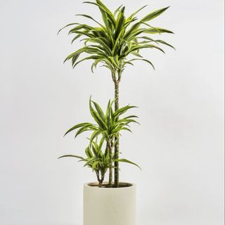 Dracaena
