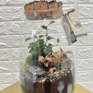 Terrarium Big