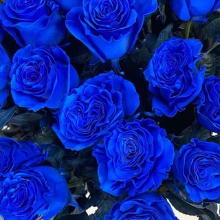 5 Rose Blu