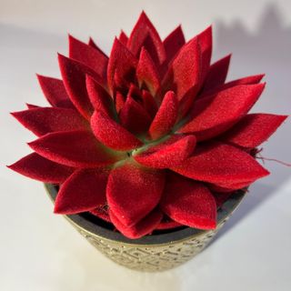 Echeveria Velvet