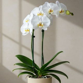 Orchidea bianca