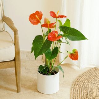 Pianta di Anthurium
