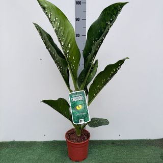 Dieffenbachia Crocodile