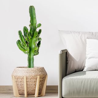 Euphorbia Erytrea
