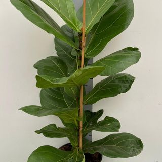 Ficus Lyrata h75cm