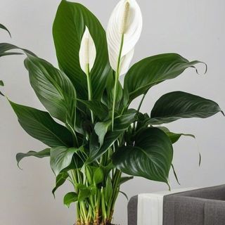 Pianta di Spatiphyllum Grande