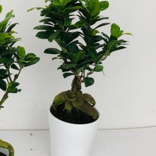 Bonsai Ficus Ginseng