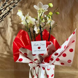 Orchidea Mini