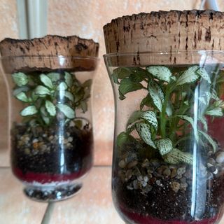 Terrarium Small