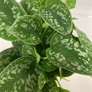 Scindapsus Pictus