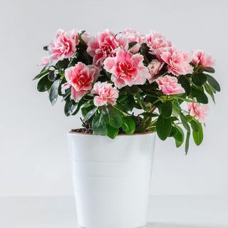 azalea