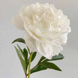 Peonia