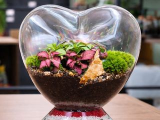 Terrarium cuore