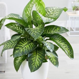 Dieffenbachia Tropic Snow
