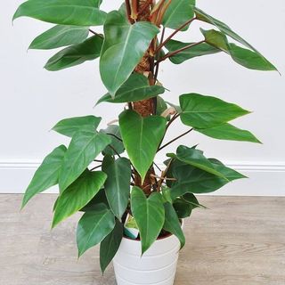 Philodendron Red Emerald