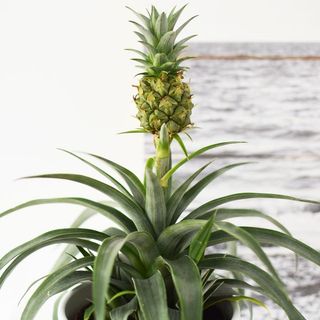 Ananas