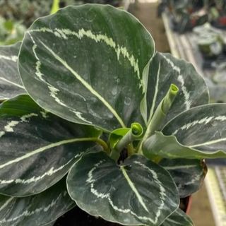 Calathea Roseopicta