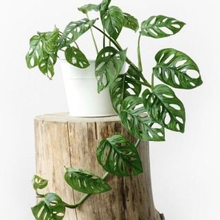 Monstera Monkey Face