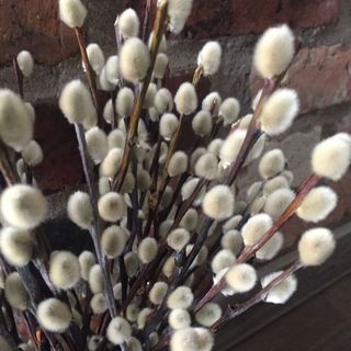 Ramo di Salix
